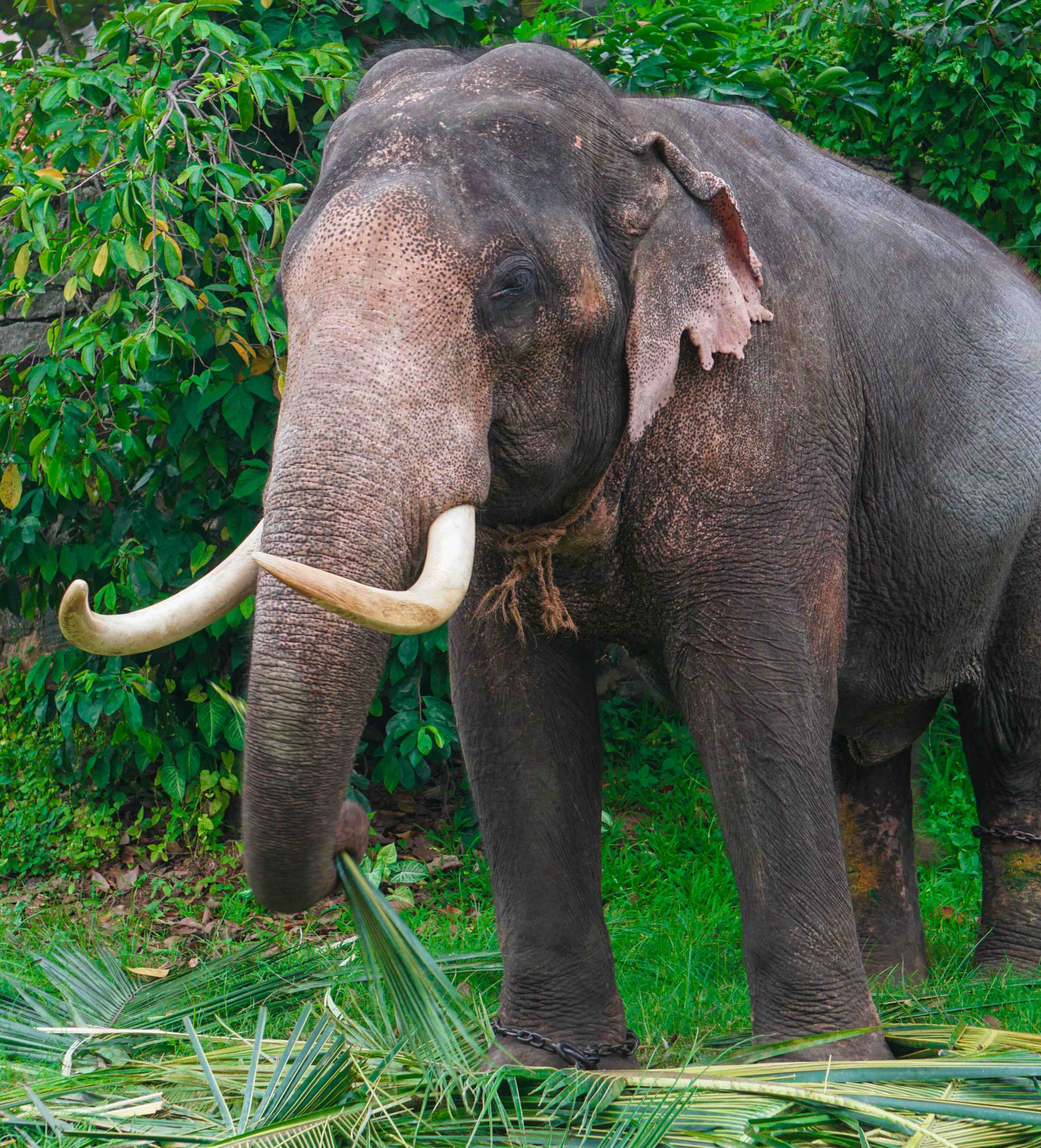 Unveiling the Wild Splendors of Sri Lanka A Captivating Wildlife Adventure